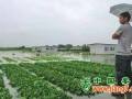 蔬菜雙刃劍，漲跌全靠它 ()