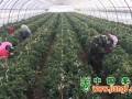 帶繁種子成本增加，海外業(yè)務縮減 ()