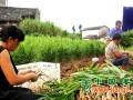 富順：有機(jī)新姜上市，農(nóng)戶喜笑顏開(kāi) ()