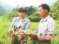 瑤山：仔姜豐收，富農(nóng)家 ()