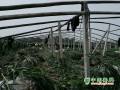 安丘凌河鎮(zhèn)鮮姜收獲 ()