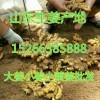 供應山東優(yōu)質(zhì)生姜 姜窖直銷15266385888