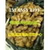 鮮姜老姜采購批發(fā)13668696760沂南生姜價格