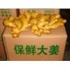 山東大姜產(chǎn)地15263300362