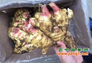 安丘新姜上市，生姜企業(yè)復(fù)工 ()