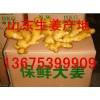 鮮姜批發(fā) 山東地區(qū)今日報(bào)價(jià) 小黃姜批發(fā)產(chǎn)地
