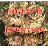山東鮮姜上市產(chǎn)地小黃姜姜母批發(fā)大塊生姜價格