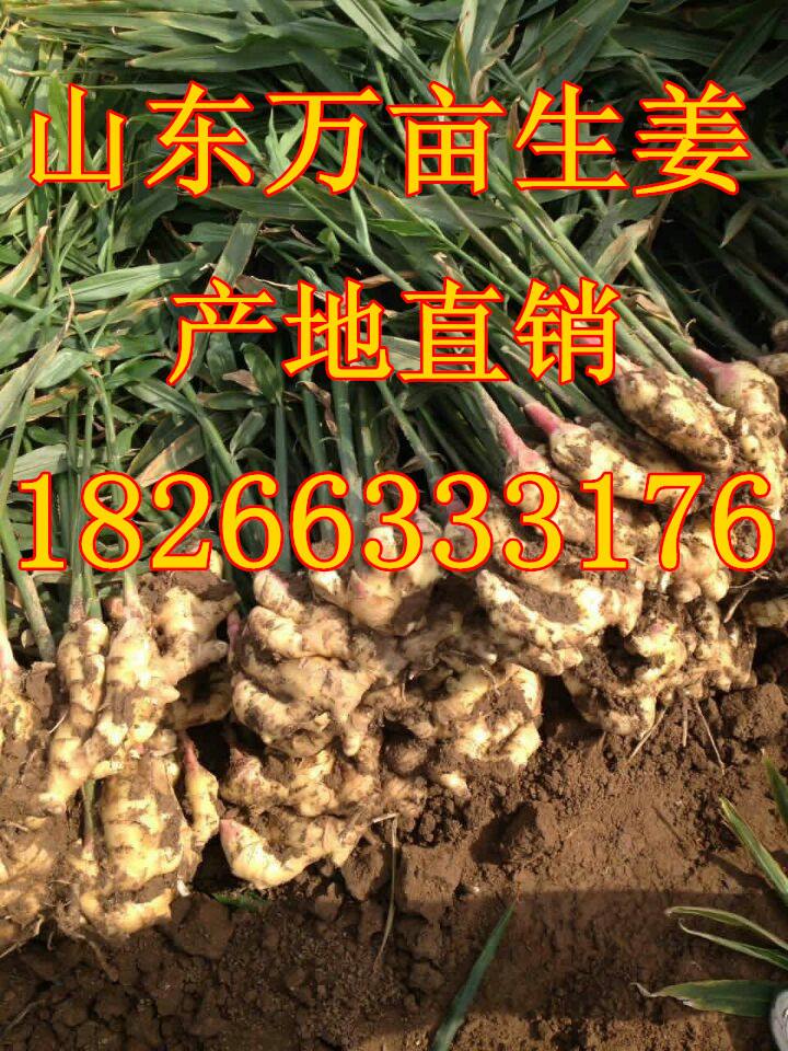 高5