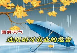 連陰雨對農(nóng)業(yè)的危害 ()