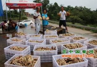 瀘州：生姜帶動(dòng)農(nóng)戶致富 ()