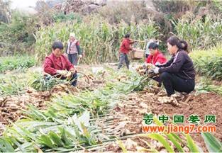海陽：大姜收獲季，產(chǎn)量真不賴 ()