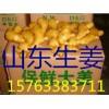 山東大姜產(chǎn)地直供15763383711