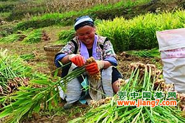 生姜訂單種植，銷路不再愁 ()