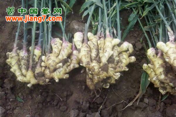 未標(biāo)題-2