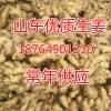 山東優(yōu)質(zhì)生姜，大姜批發(fā)