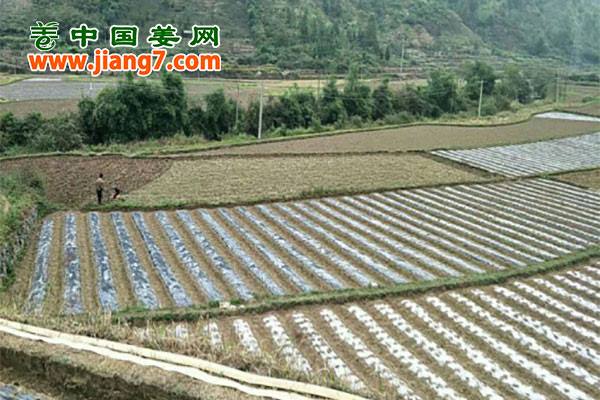 貴州鎮(zhèn)寧：蔬菜脫貧攻堅(jiān)戰(zhàn)打響 ()
