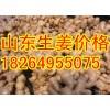 山東日照生姜基地大黃姜小黃姜供應(yīng)