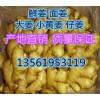 優(yōu)質(zhì)生姜降價(jià)直銷(xiāo)13561953119