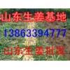 15725885188山東優(yōu)質(zhì)生姜價格