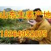 18264955075產(chǎn)地直銷(xiāo)大姜小姜姜種產(chǎn)地日照