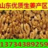 山東大姜面姜小黃姜批發(fā)13734389259