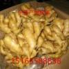 生姜批發(fā)價(jià)格 大姜 小黃姜 老姜 姜種大量批發(fā)