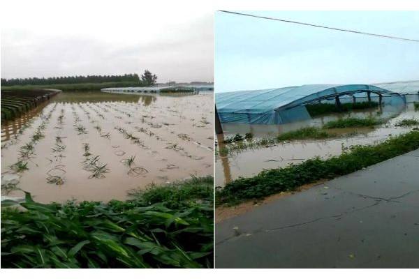 安丘：強(qiáng)降雨過(guò)后，大姜受災(zāi)到底有多嚴(yán)重？ ()