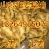 18264955075山東日照萬畝生姜小黃姜大量批發(fā)