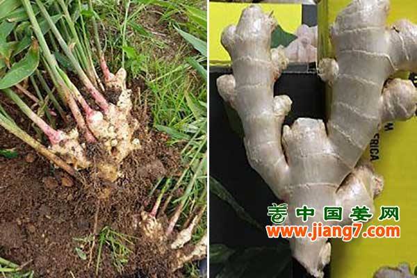 南非姜不敵中國姜，出口份額減少 ()