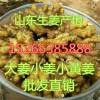 供應(yīng)大姜 小姜 小黃姜