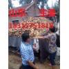 18315751818生姜產(chǎn)地。鮮姜今日批發(fā)價(jià)格