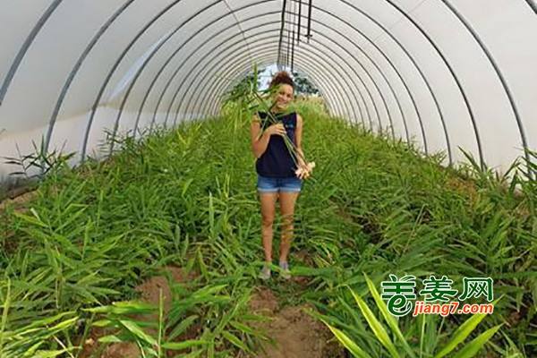 意大利生姜產(chǎn)量增加 ()