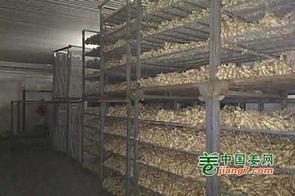 荷蘭生姜價格趨于穩(wěn)定 ()