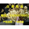 山東生姜批發(fā)價格產(chǎn)地批發(fā)價格行情