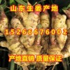 山東生姜產(chǎn)地供應(yīng)價格安丘生姜批發(fā)行情