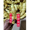山東大黃姜小黃姜產(chǎn)地批發(fā)價格