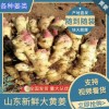 大黃姜、小黃姜