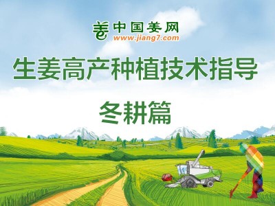 生姜高產(chǎn)植保技術——冬耕篇 ()