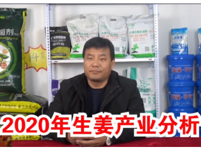 2020年生姜產(chǎn)銷形勢(shì)小結(jié) ()