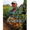 大黃姜，小黃姜