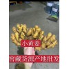 大黃姜，小黃姜