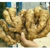 優(yōu)質(zhì)生姜火熱銷售