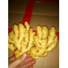 山東大姜小姜產(chǎn)地直銷一手貨源