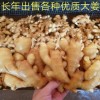 本人常年供應(yīng)各種規(guī)格大姜