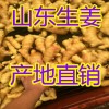 山東優(yōu)質(zhì)生姜價(jià)格便宜了