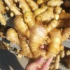河北哪里有生姜種批發(fā)什么價(jià)格2021歡迎咨詢