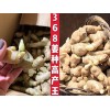 大量供應(yīng)生茶地姜種