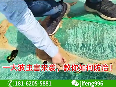 一大波生姜蟲害來襲，教你如何正確防治！ ()