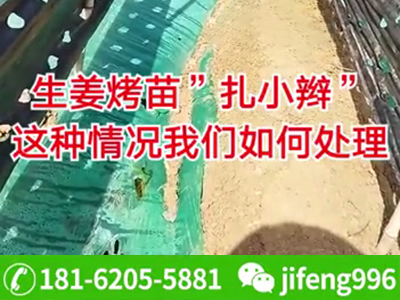 生姜“烤苗”“扎小辮”怎么解決？ ()