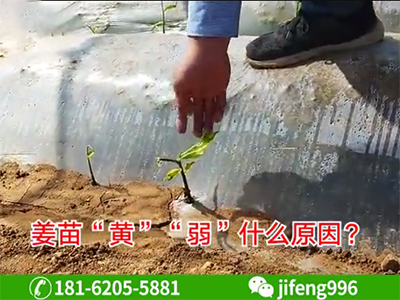 大姜“苗黃”“苗弱”咋辦？ ()
